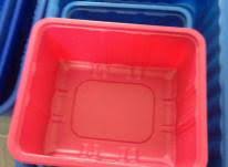 شرکت پخش بسته بندی یکبار مصرف قارچ